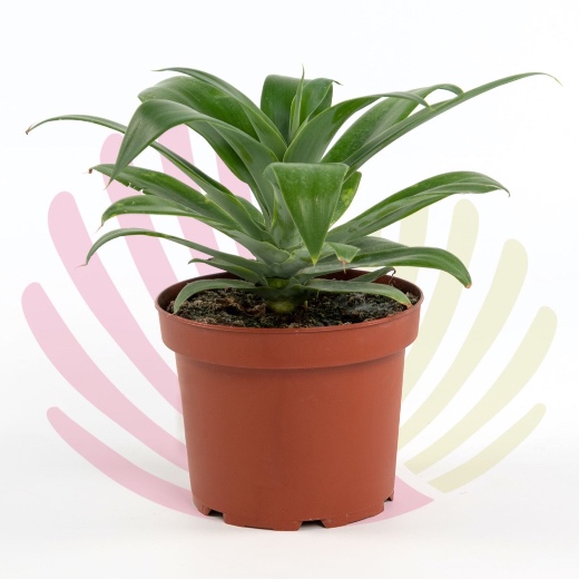 Agave attenuata - P010030V0050Z00010